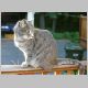 b-56-housecat-ns.html