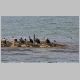 d-13-seabirds-ns.html