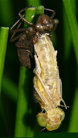 Female