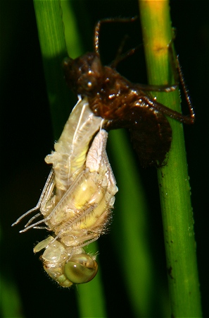 Male